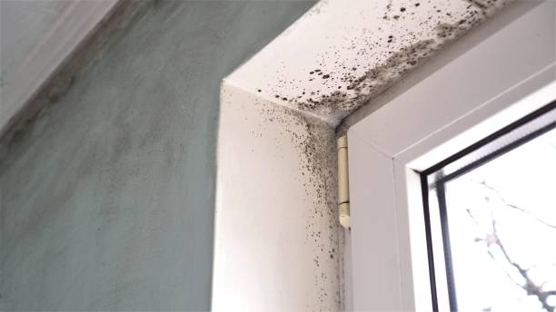 Best Water Damage & Mold Remediation  in Woodbury Heights, NJ