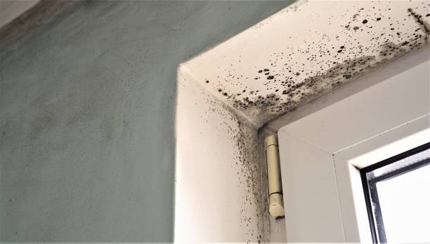 Best Environmental Consulting for Mold Prevention  in Woodbury Heights, NJ