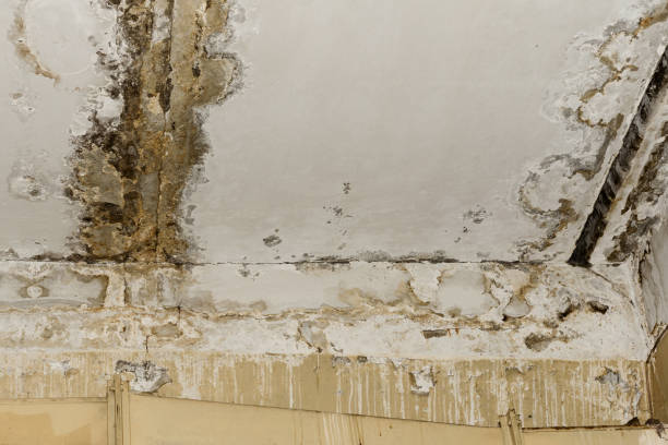 Best Black Mold Removal  in Woodbury Heights, NJ