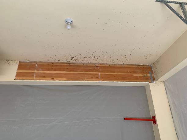 Best Mold Damage Restoration  in Woodbury Heights, NJ