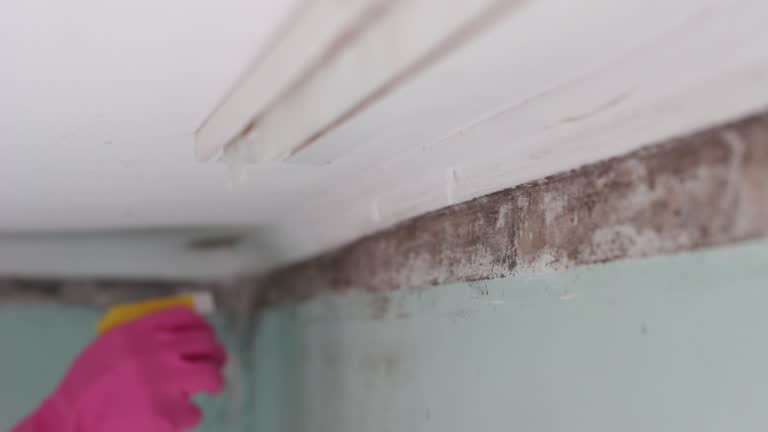 Mold Documentation for Insurance Claims in Woodbury Heights, NJ