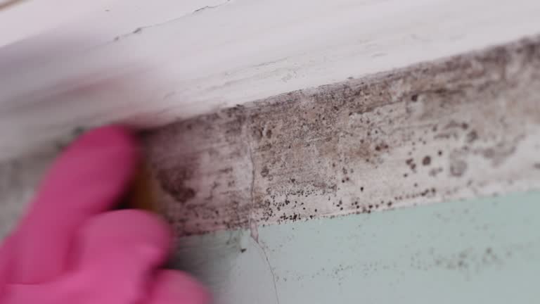 Best Emergency Mold Remediation  in Woodbury Heights, NJ